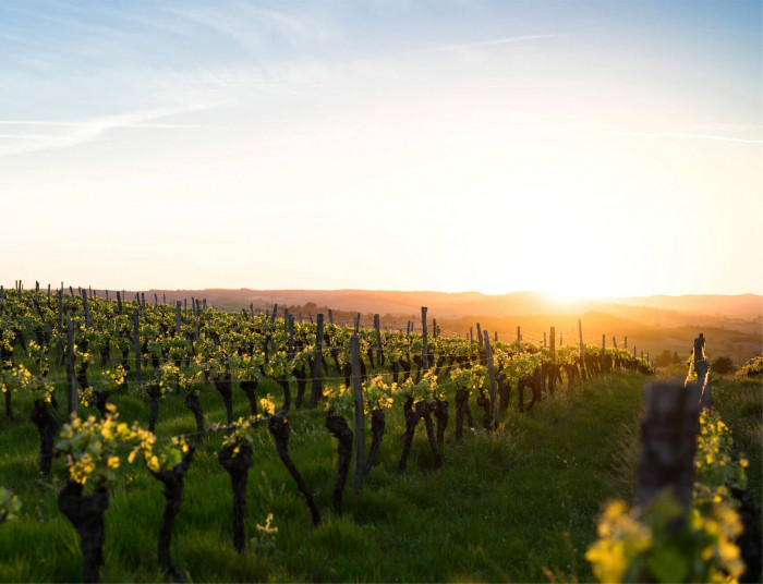 vineyard-top-left-photo